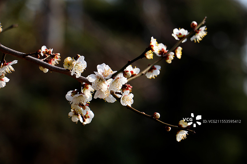 白梅迎光虚幻景图片素材