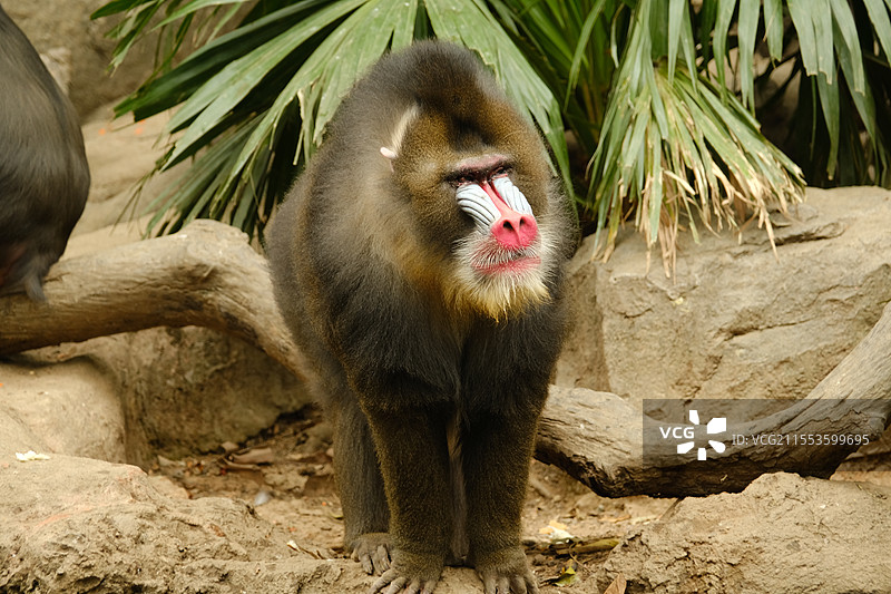 大猩猩图片素材
