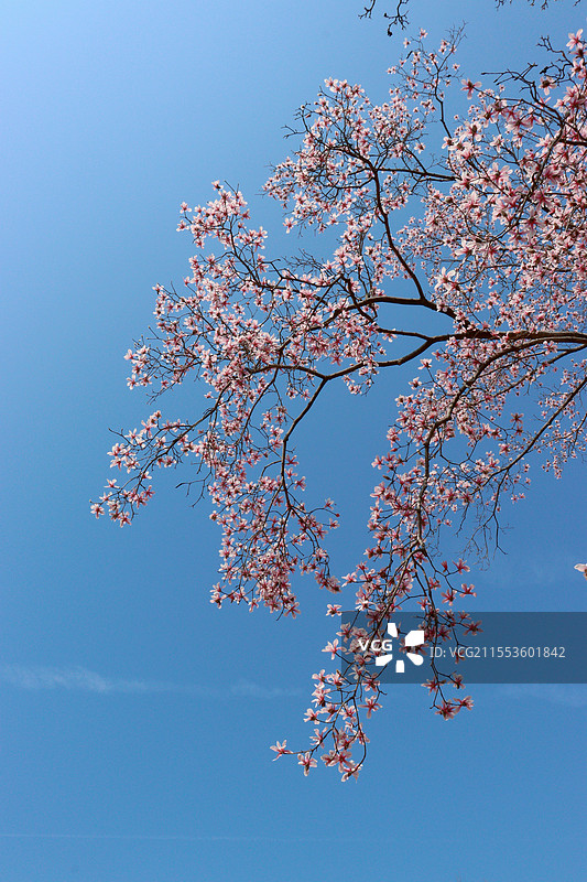 杭州植物园镇园之宝天目玉兰图片素材