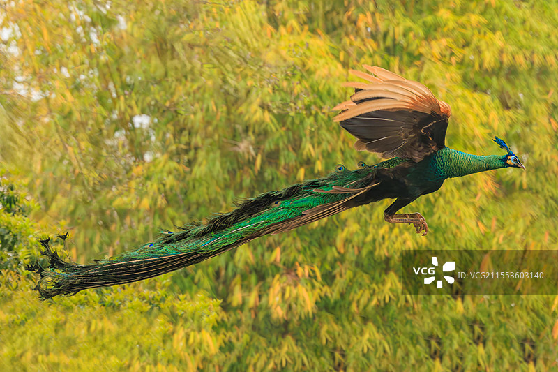 三八节在昆明圆通山遇上国家一级保护动物绿孔雀图片素材