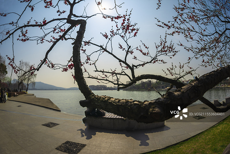 玄武湖公园—水上赏梅，别有天地（江苏南京）图片素材