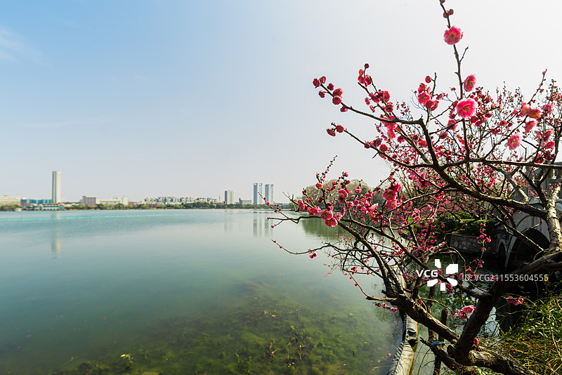 玄武湖公园—水上赏梅，别有天地（江苏南京）图片素材