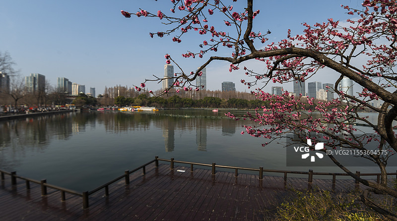 玄武湖公园—水上赏梅，别有天地（江苏南京）图片素材