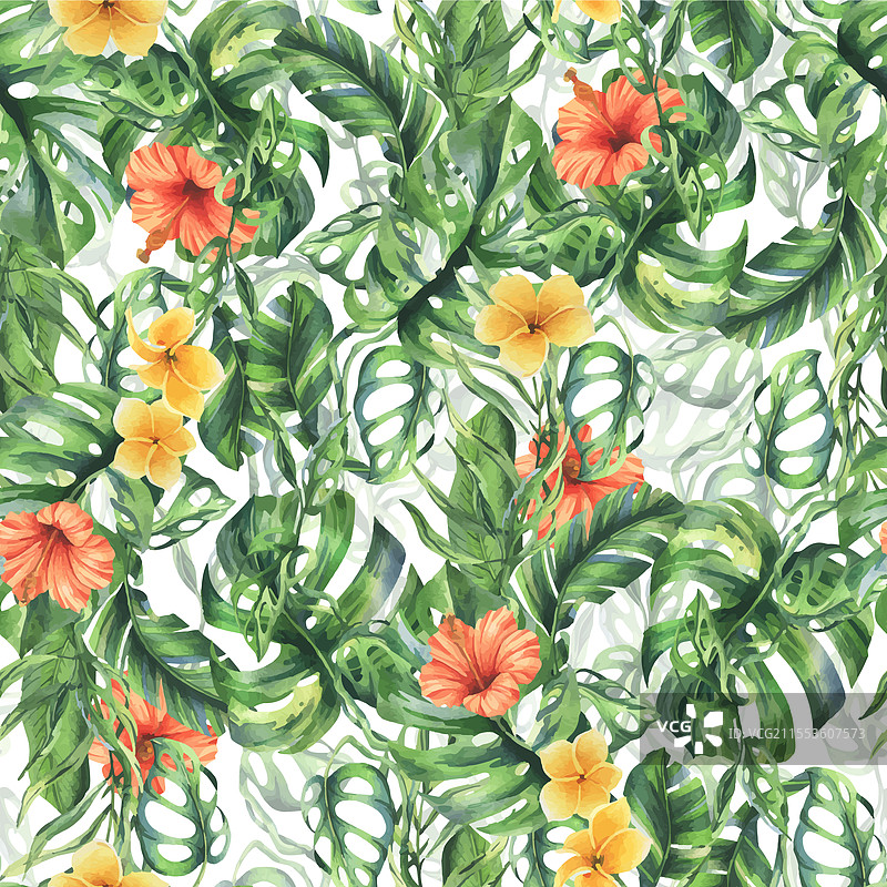 热带棕榈叶、怪兽植物和花朵图片素材