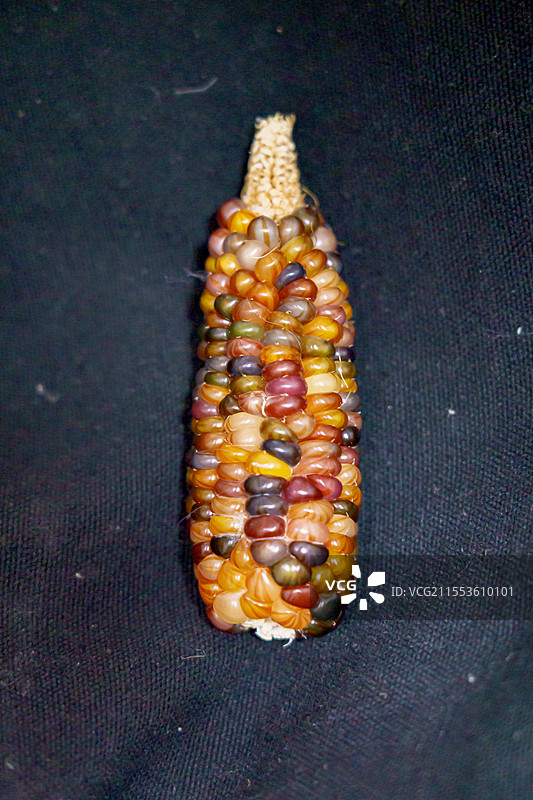 文玩玉米彩色多彩手把件小玉米迷你玉米图片素材