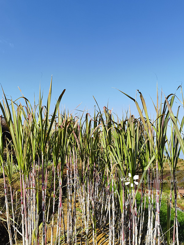 攀枝花市米易县傈僳梯田甘蔗图片素材
