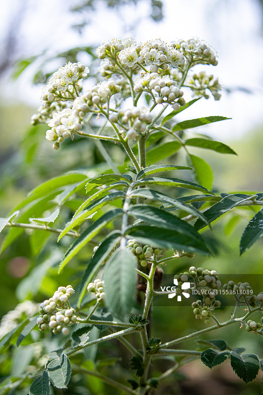 春天花楸树绿叶白花清新绽放图片素材