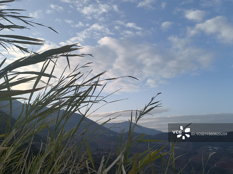 攀枝花市米易县傈僳梯田芦苇图片素材