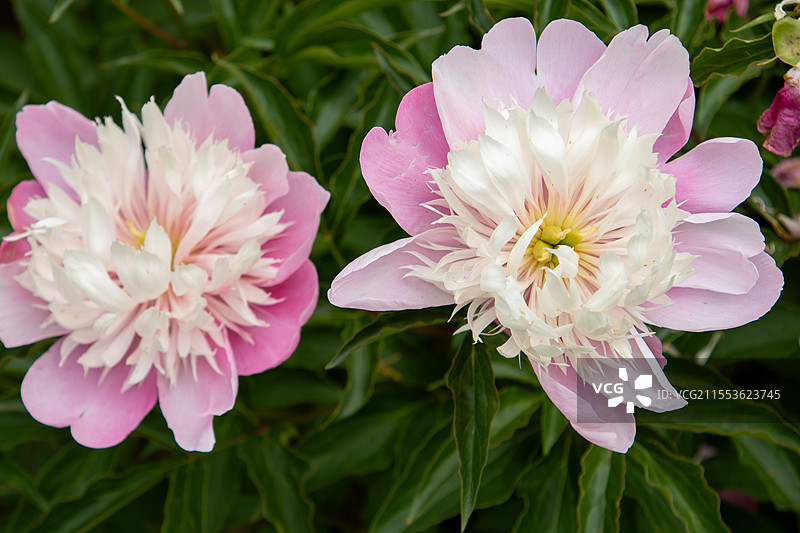 粉白色芍药花枝头绽放美丽动人图片素材