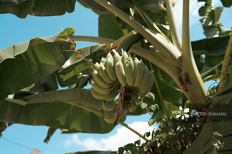 西双版纳的香蕉图片素材
