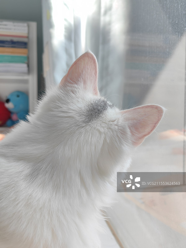 喵背影图片素材