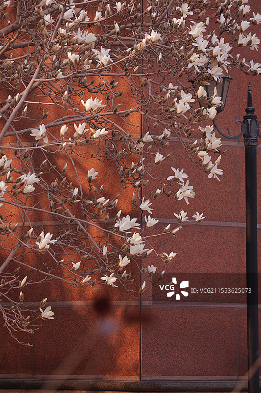 中国现代文学馆玉兰花图片素材