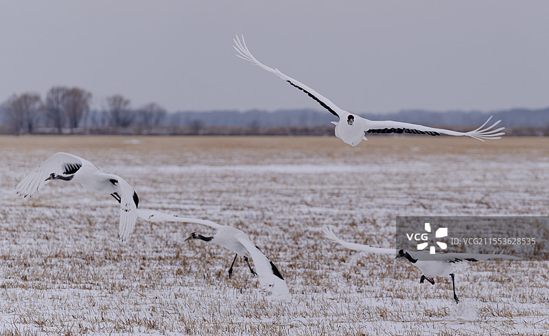 丹顶鹤-齐齐哈尔图片素材