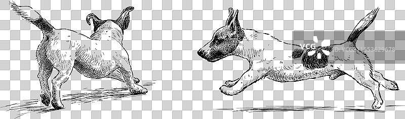 可爱的斑点纯种猎 Terrier 狗在奔跑图片素材