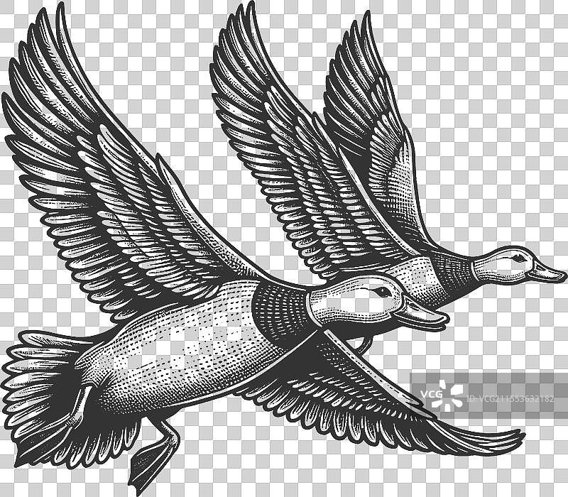 飞翔的绿头鸭雕刻图片素材