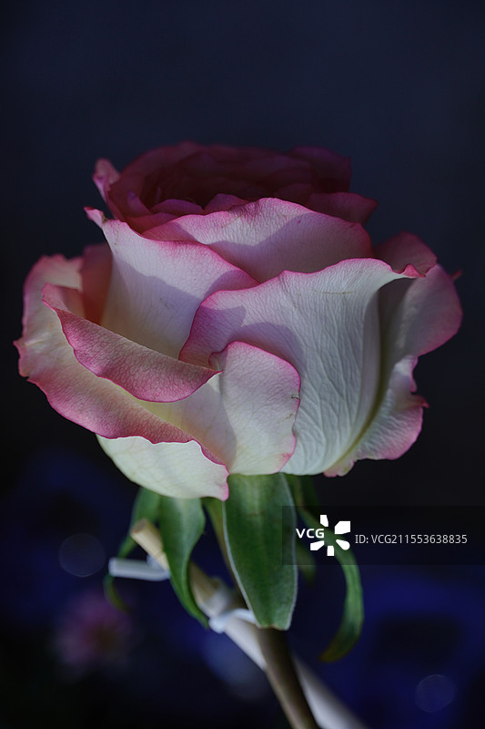 玫瑰特写图片素材