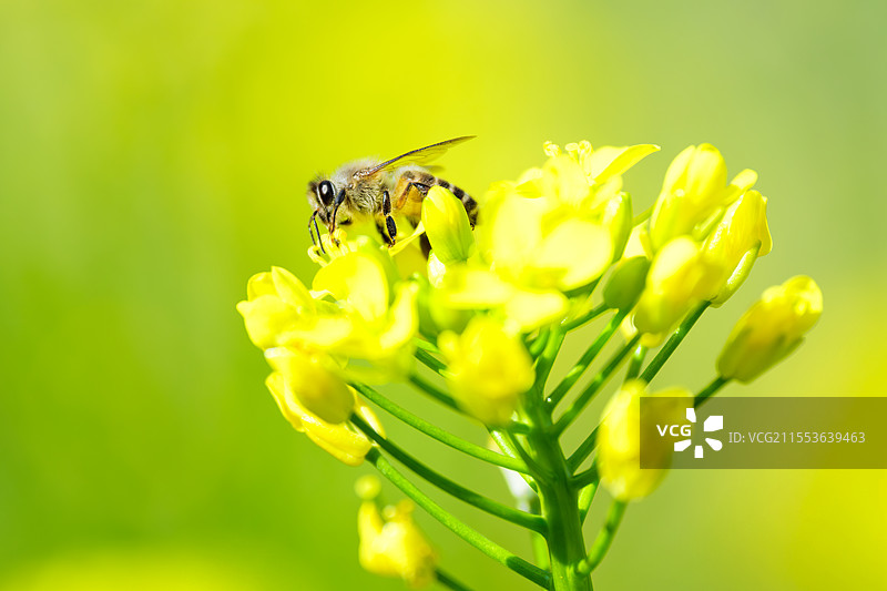 春天，蜜蜂在油菜花上授粉采蜜图片素材