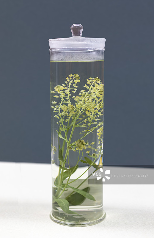 板蓝根 中药材 清热解毒凉血利咽 中国重庆三峡博物馆图片素材