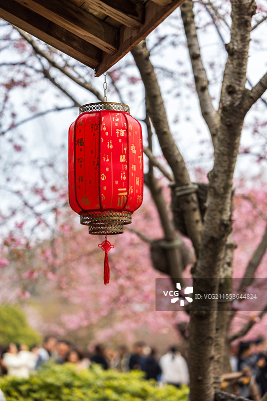 无锡鼋头渚风景区樱花背景下的大红灯笼美景图片素材