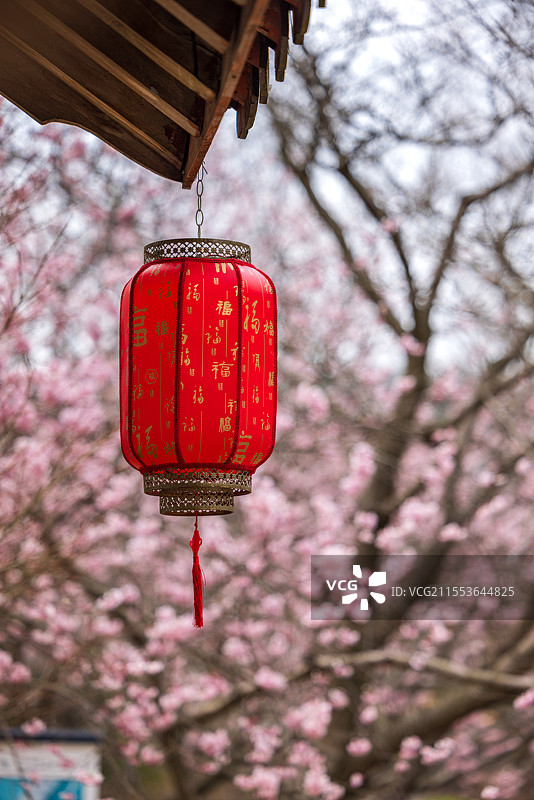 无锡鼋头渚风景区樱花背景下的大红灯笼美景图片素材