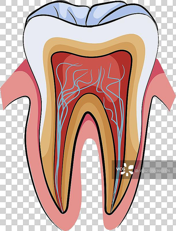 人类牙齿的横截面展示其结构图片素材