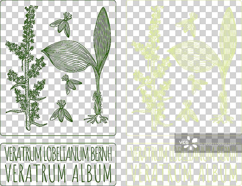 手绘白毒草图图片素材