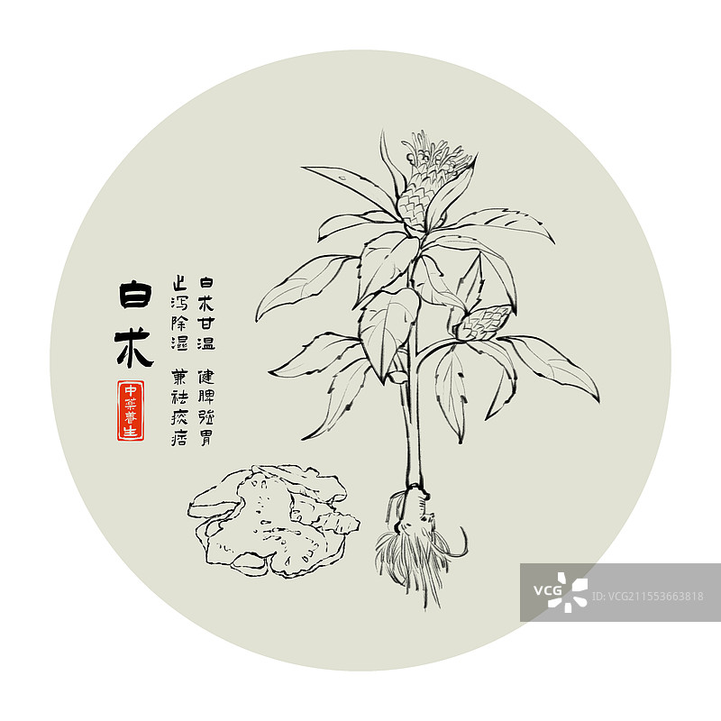 中药白术黑白线条水墨风格图片素材