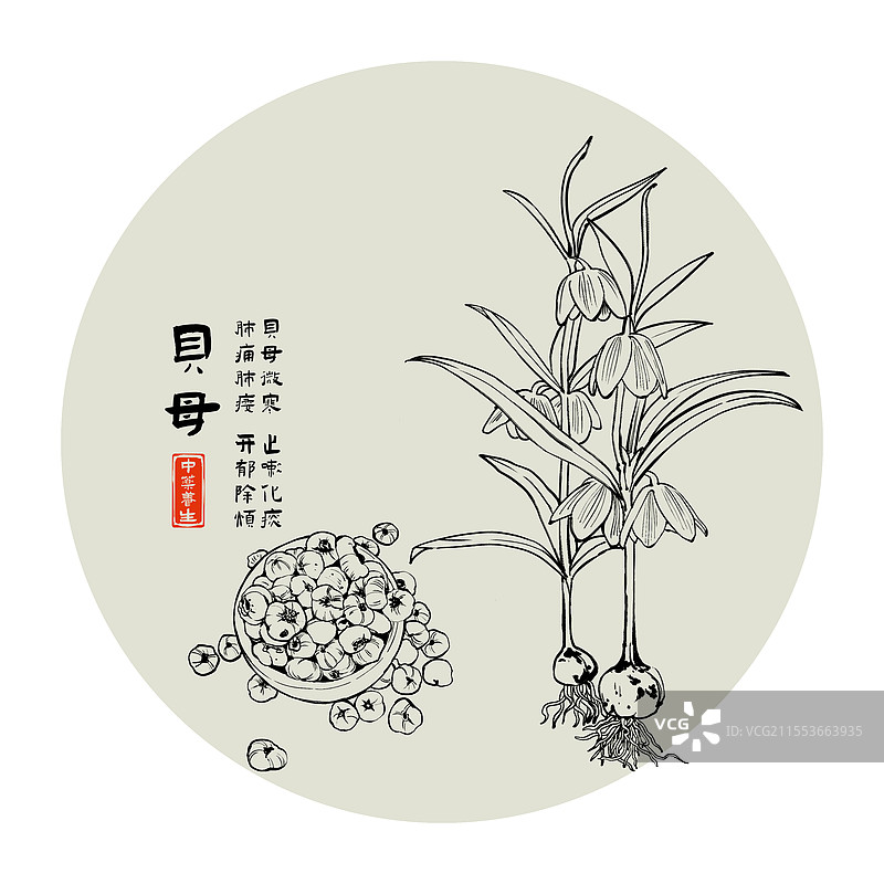 中药贝母黑白线条水墨风格图片素材