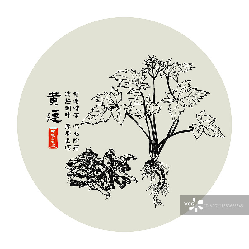中药黄连黑白线条水墨风格图片素材