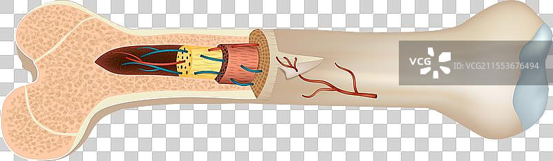 长骨的结构和组成图片素材