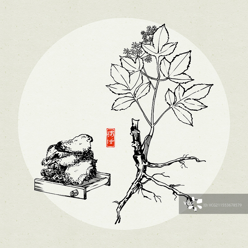 中药独活水墨风线条插画图片素材