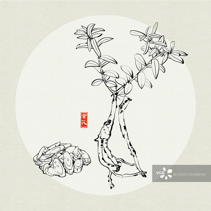 中药黄芪水墨风线条插画图片素材