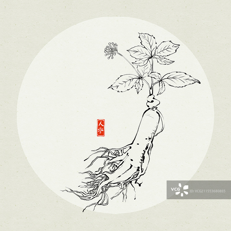 中药人参水墨风线条插画图片素材