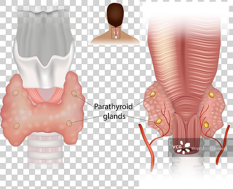 显示人类颈部结构的图解图片素材