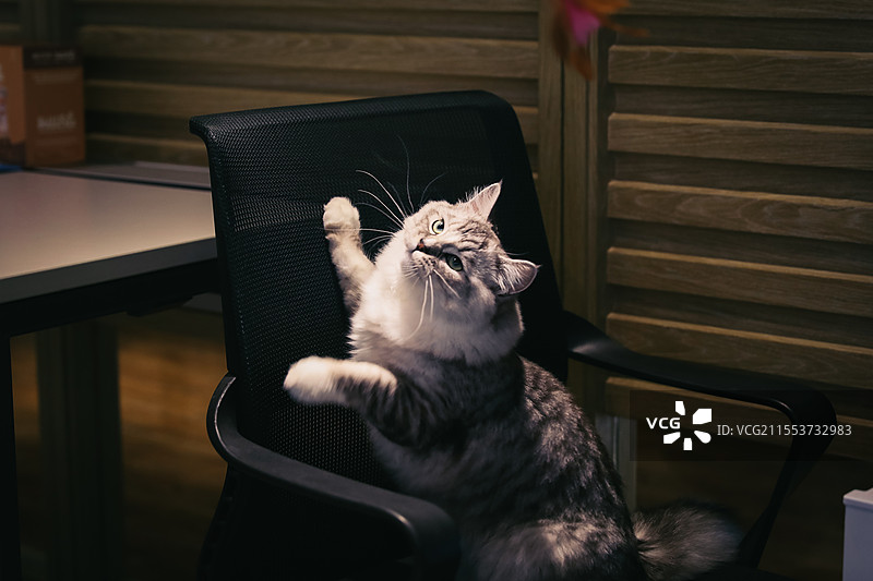 玩逗猫棒的小猫图片素材