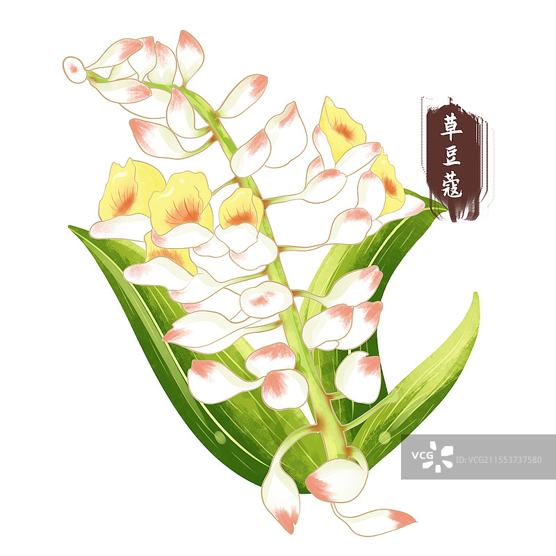 草豆蔻中医药草药手绘花卉元素采药元素图片素材