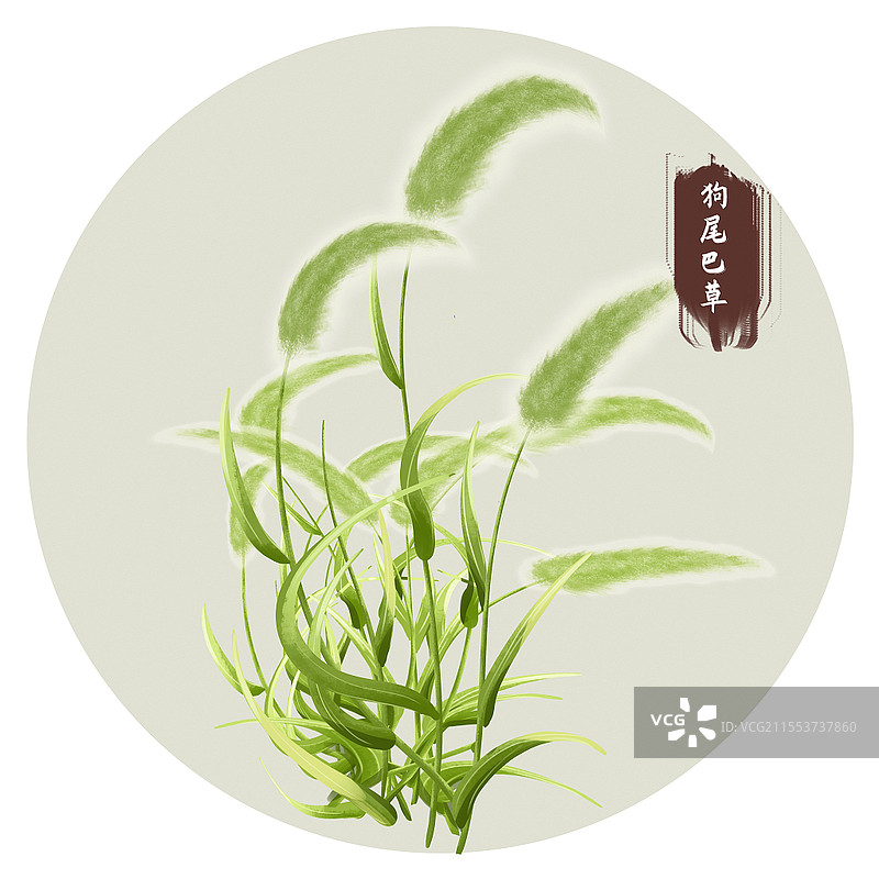 手绘狗尾巴草中草药材元素采药元素图片素材