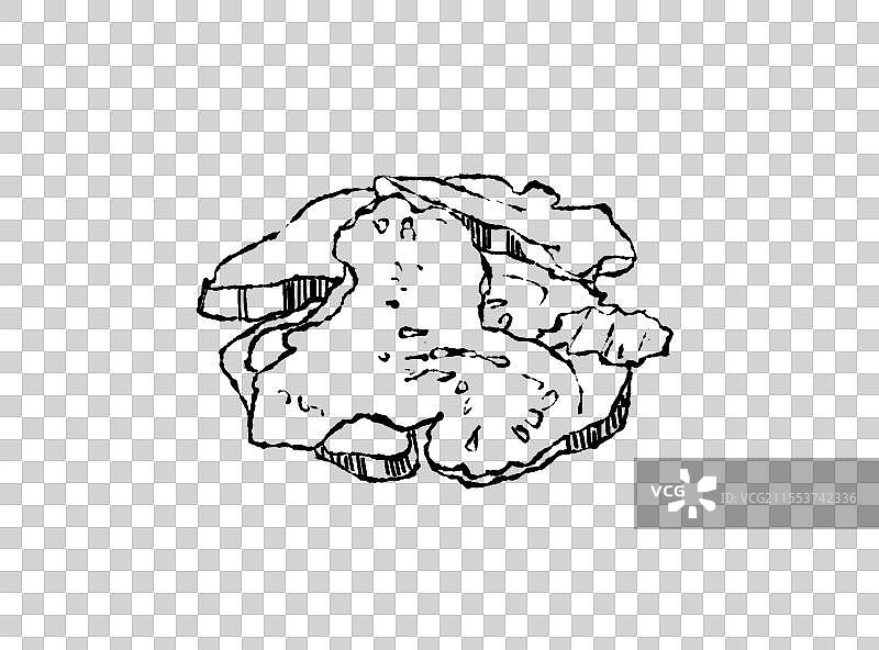 中药白术黑白线稿元素图片素材