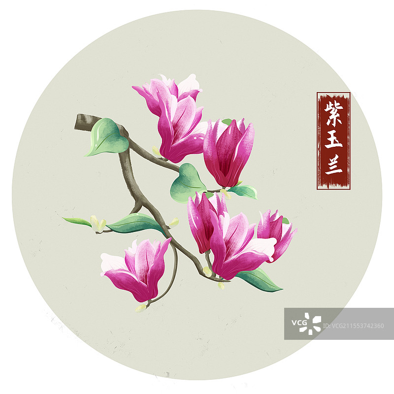 手绘紫玉兰鲜花卉中草药材元素采药元素图片素材