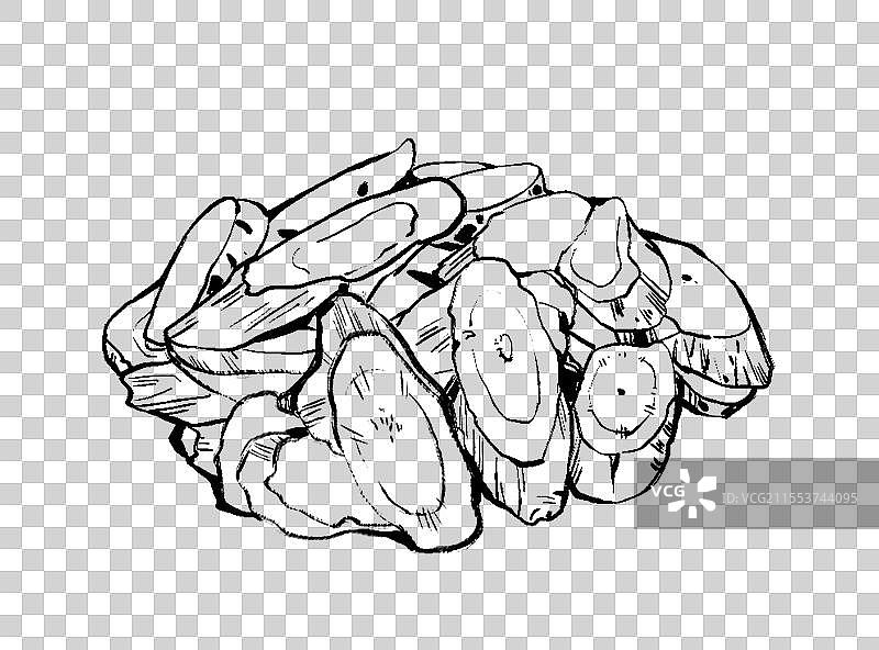 中药黄芪黑白线稿元素图片素材