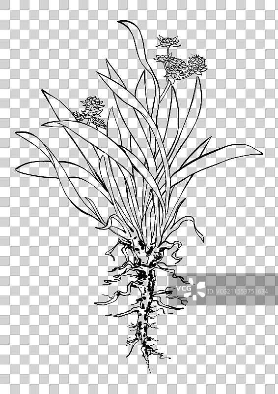 中药柴胡植物植株线稿元素图片素材