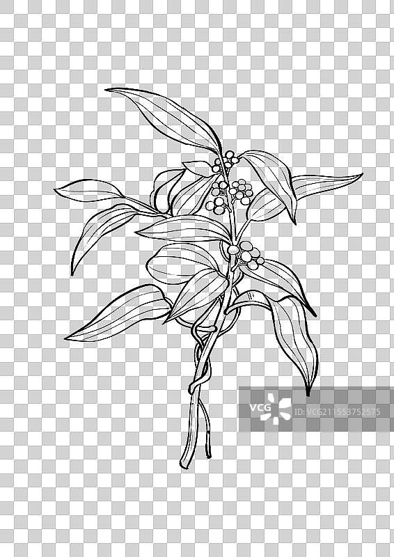 中药茯苓植物植株线稿元素图片素材