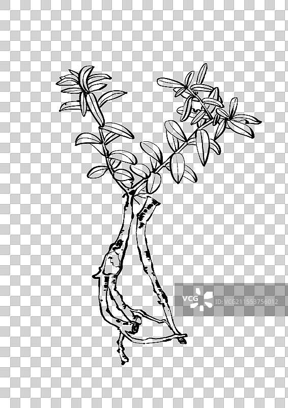 中药黄芪植物植株线稿元素图片素材