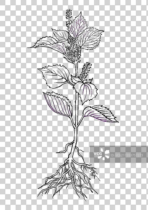中药紫苏植物植株线稿元素图片素材