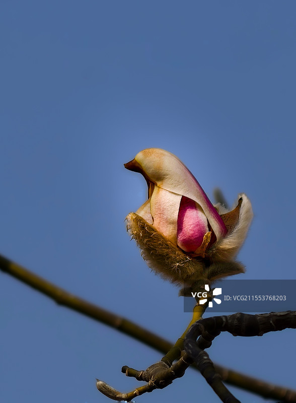 雕塑公园玉兰花那裹着绒毛的外壳悄然绽开，露出娇羞的紫色花蕾 ，其尖尖头部似鸟嘴，轻诉着春天的蜜语图片素材