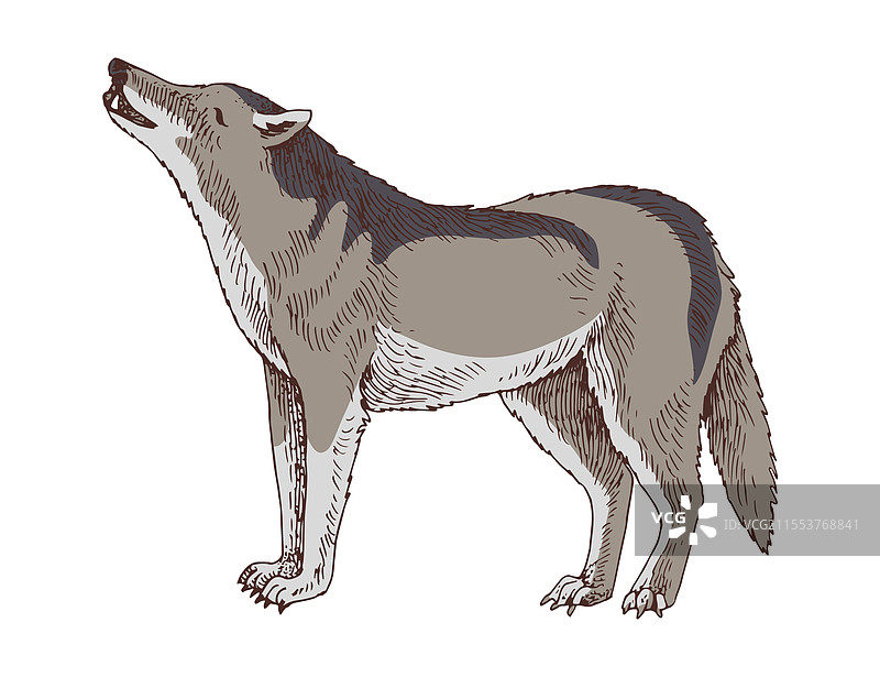 手绘多彩狼图片素材