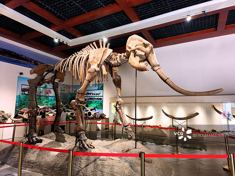 猛犸象化石1图片素材