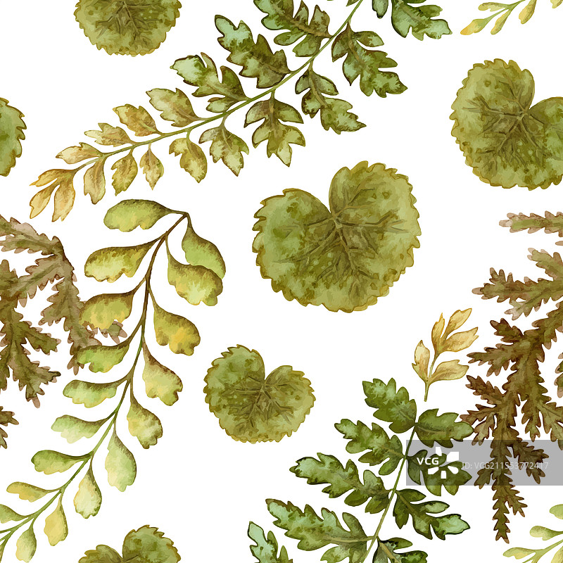 白色背景上的蕨类植物叶子无缝图案图片素材