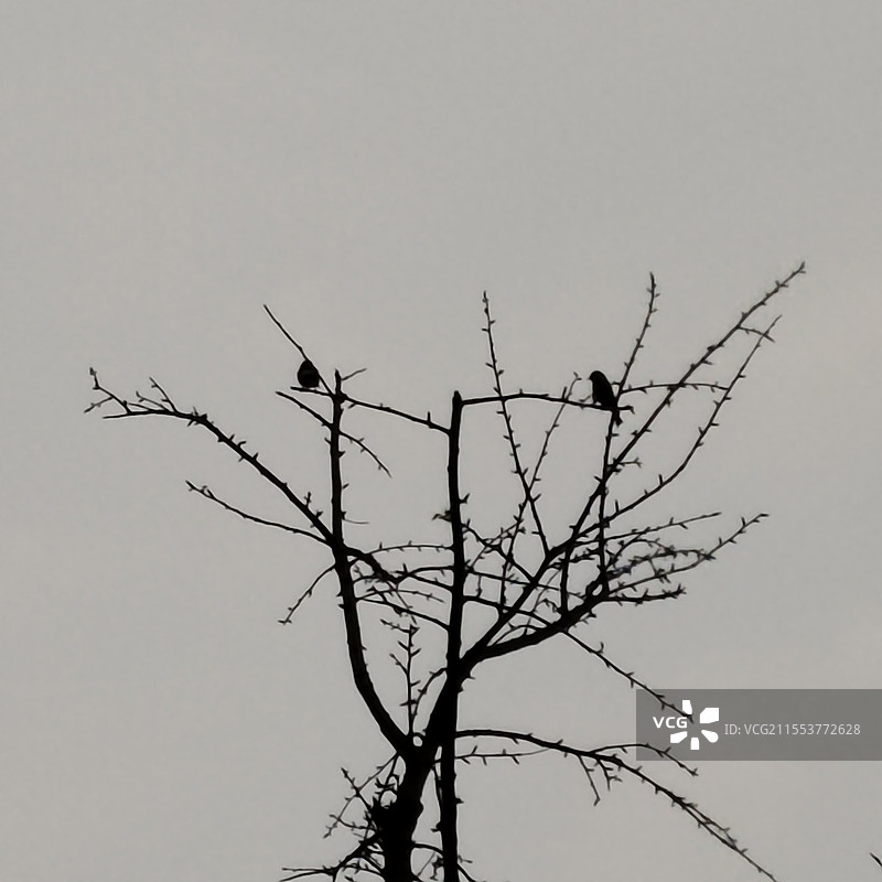 枝头的鸟儿图片素材