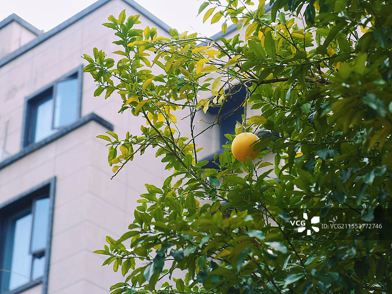 柚子挂树梢图片素材